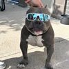 ilikedogs1536