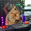 Squirrel DJ Academy