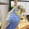 bird_lover333