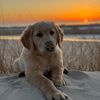 lennygoldenpup