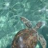 oceanturtle6