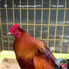 chickens.farm.kim