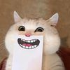 Cute pet cat
