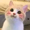 dthlghdcnhgh