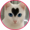 Animais virais