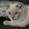 house.of.paws74