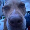 darrion_hamster20164