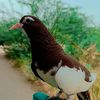 rauf_shahwani