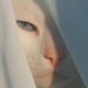 hana_ana0700