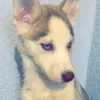 skyethedog25