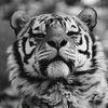 hamidkhan66871