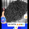 hamed6599