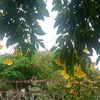 sokchea90634