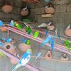 birdslover206