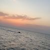yahia12.5