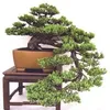 vantu.tran