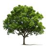 treebesthere