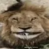 am_nyam_v_potoke