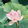hoang.oanh2523
