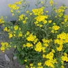 krysia975