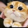 Entre Gatos y Patitas