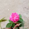 md.mursalin.hasan504