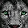 yavuz.gnhan8