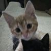 yoshy.mexd