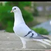 mortazamohammadi9999