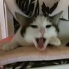 lescappatedicasa