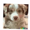 im.a.doglover