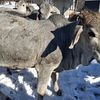 245rancher