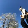alvinafarooque