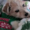 doglover796