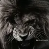mikellim728
