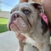 fatboythebulldoggy