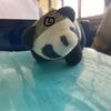 pandita.06222