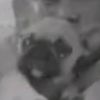 maya_1yearolddog
