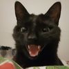 weirdblackcat