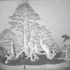 doreng.bonsai