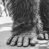 hairy_legz