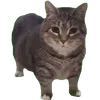riridepzainhatvut