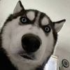 Funnnypets577