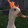 duckkkkkkkkkkkkk6