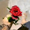 asma.soliman62