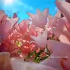 v.anh.h32