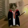kittylog113