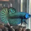 betta.ton8