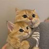 Pet world