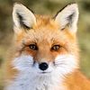 red_fox474
